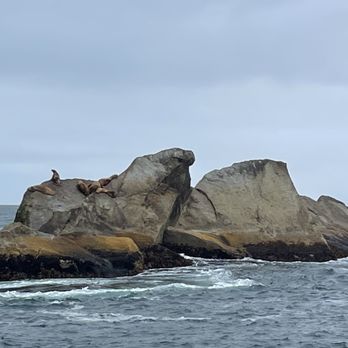 Major Marine Tours - Sea lions - Boating Near Me - Seward, Alaska
