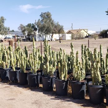 Phoenix Desert Nursery - Nurseries & Gardening Near Me - Phoenix, Arizona