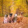 Photo of Wags & Wiggles Dog Walking and Pet Sitting