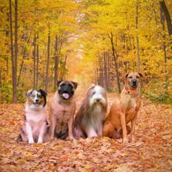 Wags & Wiggles Dog Walking and Pet Sitting