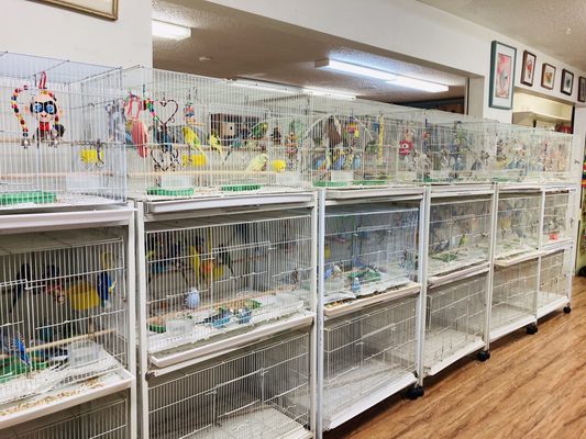 Birds & More by null