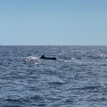Dive Maui - Escort whale in between the boat and the mother/calf pair. - Scuba Diving Near Me - Lahaina, Hawaii Dive Maui - Escort whale in between the boat and the mother/calf pair. - Scuba Diving Near Me - Lahaina, Hawaii