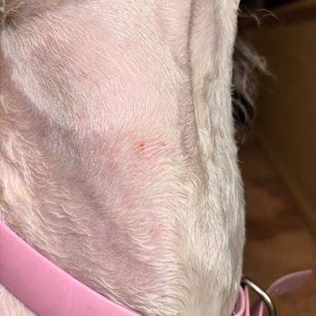 PetSmart - cut on her neck - Pet Training Near Me - La Quinta, California