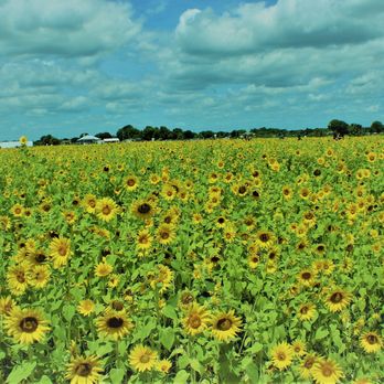 Sledd's U Pick - 05/16/2021 - Pick Your Own Farms Near Me - Mims, Florida Sledd's U Pick - 05/16/2021 - Pick Your Own Farms Near Me - Mims, Florida