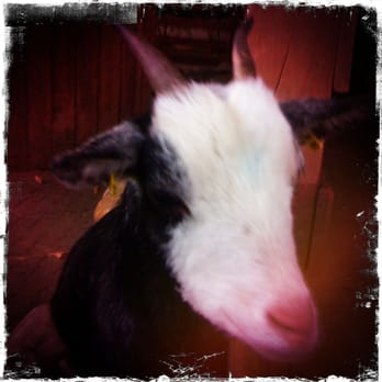 Tierpark Arche Warder - Zoos Near Me - Warder, SH