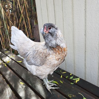 Garden to Table - Sheeeeeees baaaaack!!!!!!! - Community Service/Non-Profit Near Me - San Jose, California Garden to Table - Sheeeeeees baaaaack!!!!!!! - Community Service/Non-Profit Near Me - San Jose, California