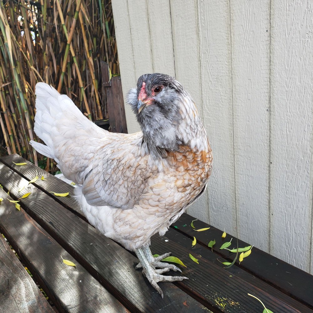 Garden to Table - social services organization in San Jose, CA