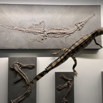 Urwelt-Museum Hauff - Museums Near Me - Holzmaden, BW