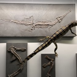 Urwelt-Museum Hauff