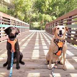 Coal Creek Trail