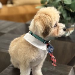 J-Dog Grooming