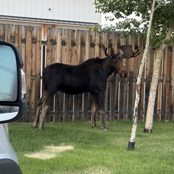 Yellowstone Trail RV Park - Moose outside the rv site