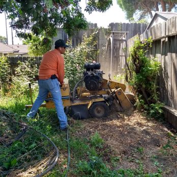 Freddy's Tree Service - Getting it done - Tree Services Near Me - Anaheim, California Freddy's Tree Service - Getting it done - Tree Services Near Me - Anaheim, California