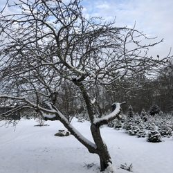 Yetter Road Christmas Tree Farm