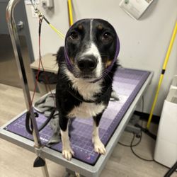 Dogtopia - Dog Spa