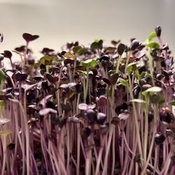 Hearty Microgreen