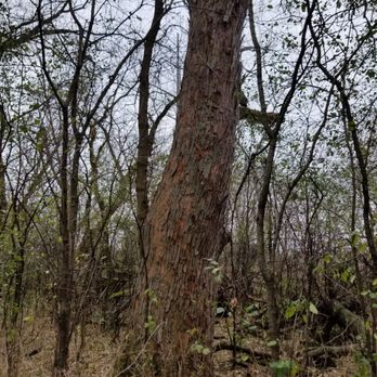 Highland Woods - Water Oak - Parks Near Me - Mequon, Wisconsin Highland Woods - Water Oak - Parks Near Me - Mequon, Wisconsin