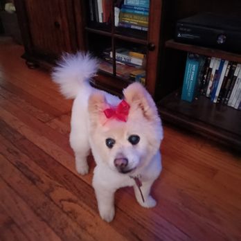 All 4 Dirty Paws - Pet Groomers Near Me - Chicago, Illinois