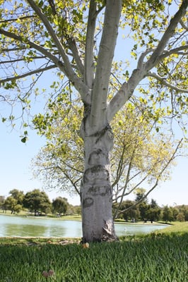 William R Mason Regional Park by null