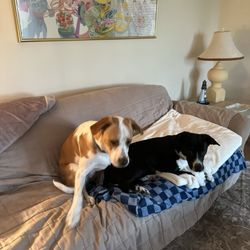 Hopewell Animal Hospital