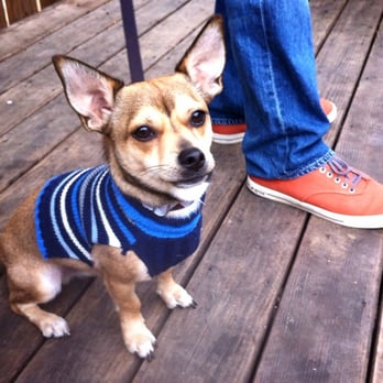 Capcity Pet Sitting - Pet Sitting Near Me Capcity Pet Sitting - Pet Sitting Near Me