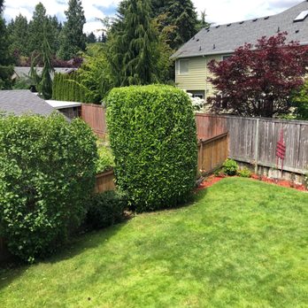 Jose's Landscape & Maintenance - Laurel bushes - Landscaping Near Me - Bothell, Washington Jose's Landscape & Maintenance - Laurel bushes - Landscaping Near Me - Bothell, Washington