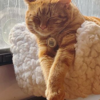NEKO: A Cat Cafe - DJ Silly Goose - Themed Cafes Near Me - Seattle, Washington