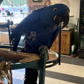 Birds N Paradise - Bird Shops Near Me - Menifee, California