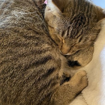 NEKO: A Cat Cafe - Themed Cafes Near Me - Seattle, Washington