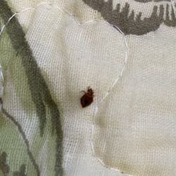 Goodwill Store - Bed bug