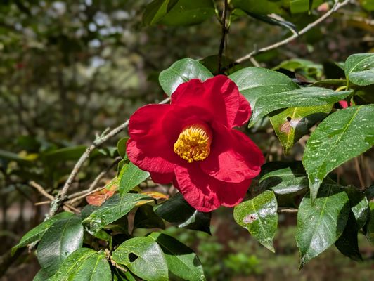 Elizabethan Gardens by null