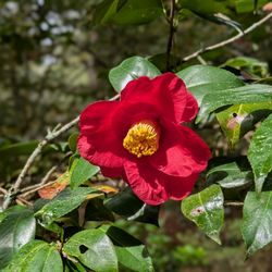 The Elizabethan Gardens