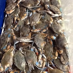 Mekong Asian Seafood Market - Live Crab in the tank