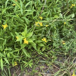 Bird's Foot Trefoil