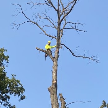 JDS Tree Service - Tree Services Near Me