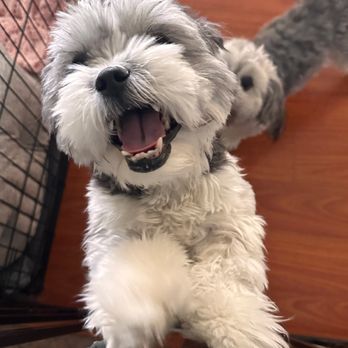 Wiggles Pet Care - Dog Walkers Near Me Wiggles Pet Care - Dog Walkers Near Me