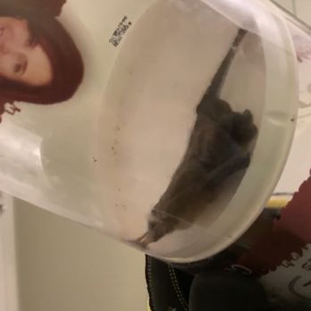 Western Bat Specialists - Pest Control Near Me - Olivehurst, California