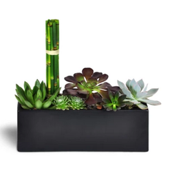Driftwood Florist - Succulent Zen Oasis: http://www.driftwoodfloristjupiter.com/jupiter-flowers/succulent-zen-oasis#.Vb-Wn8ZViko