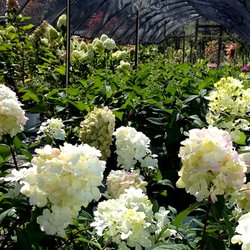 Sugar Run Nursery