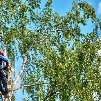 DCS Landscaping - a man climbing a tree - Landscaping Near Me DCS Landscaping - a man climbing a tree - Landscaping Near Me