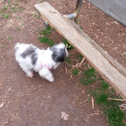 Barkingham Park - A bummer
