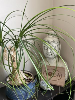 Asana Studio by null