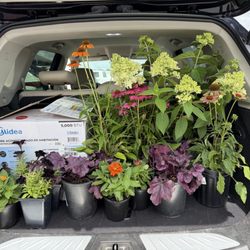 Quite a variety to glam up my patio!
