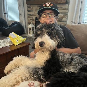 Designer Paws Salon - Upper Arlington - This is what my dog normally looks like! - Pet Groomers Near Me - Columbus, Ohio
