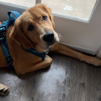 Happy Pups Happy Life - Diego excitedly waiting for his play date with Patti. He runs to the door to wait for her on our play group days - Dog Walkers Near Me Happy Pups Happy Life - Diego excitedly waiting for his play date with Patti. He runs to the door to wait for her on our play group days - Dog Walkers Near Me