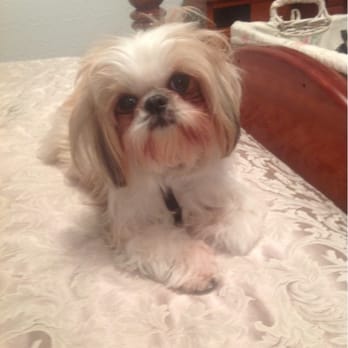 Groomerie - Dukey with long beautiful hair - Pet Groomers Near Me - Wakefield, Massachusetts Groomerie - Dukey with long beautiful hair - Pet Groomers Near Me - Wakefield, Massachusetts