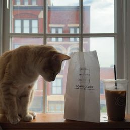 Iced oat milk latte, with my cat Latte