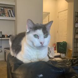 Concord Pike Veterinary Hospital - Mary, awaiting treats