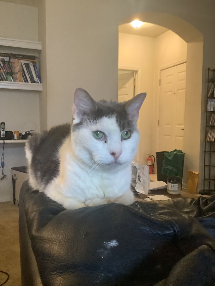 CONCORD PIKE VETERINARY HOSPITAL Updated August 2024 14 Reviews