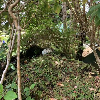 Cafe Ono - outdoor bunny! - Coffee & Tea Near Me - Volcano, Hawaii